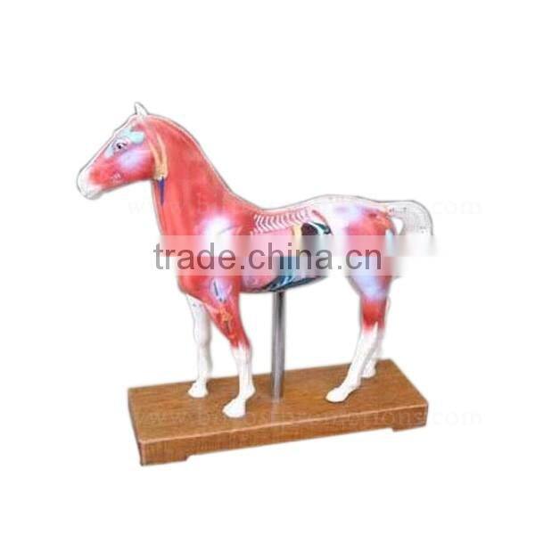 Acupuncture Animal Anatomical Horse Skeleton Model