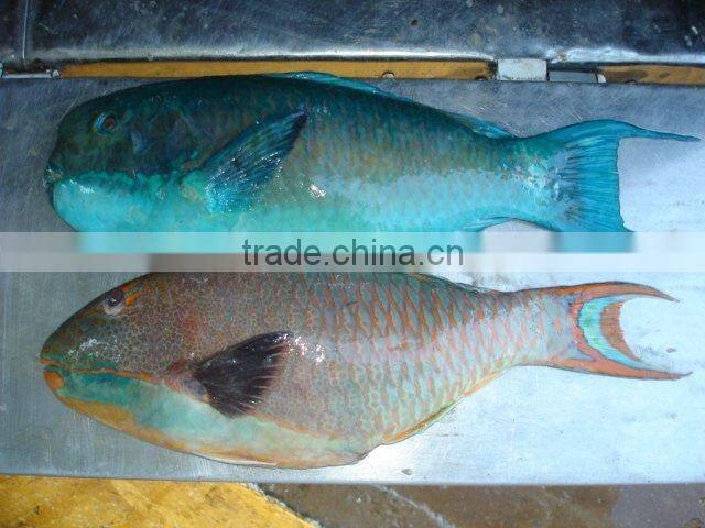 FROZEN Parrot fish Whole Gutted