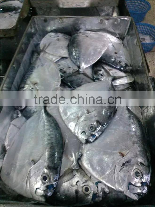 new seafrozen moonfish (Mene maculata)