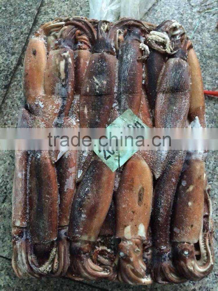 Frozen argentina squid illex squid jigger squid whole round