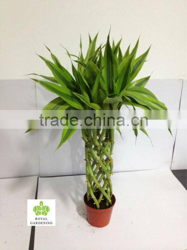 Lucky bamboo ( Dracaena Sanderiana) cage shape nursery