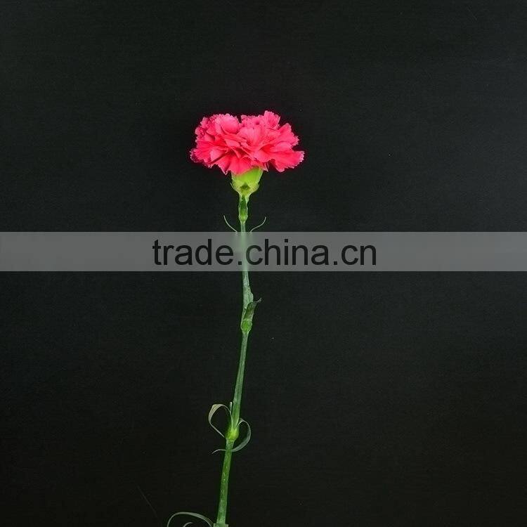Bottom price Bett carnation flowers rose red