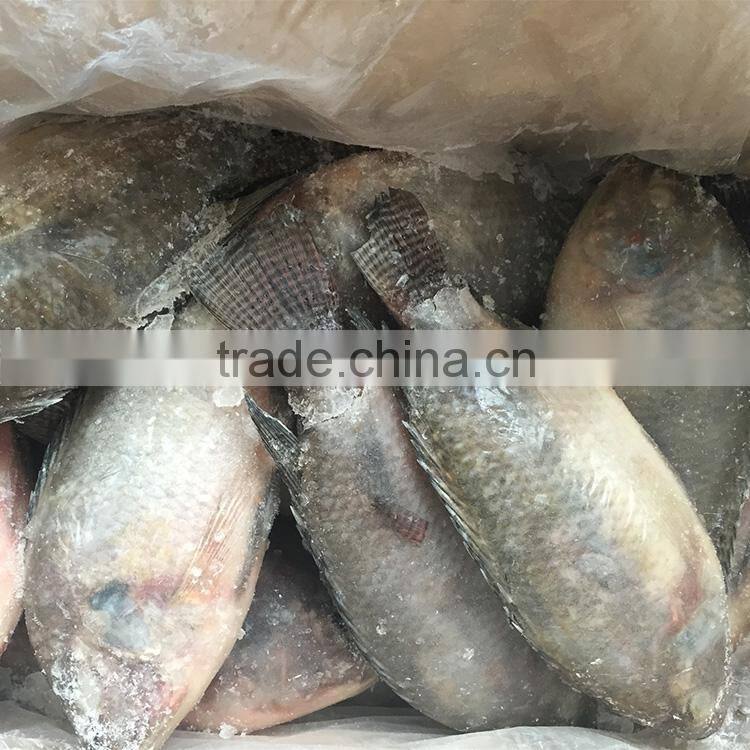 Frozen Tilapia Fish Factory, Black Tilapia Whole Round 100-200g, 200-300g,300-500g,500-800g