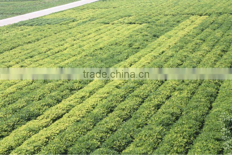 Huaxiaobao Peanut Variety domination: Zhongkaihua 1