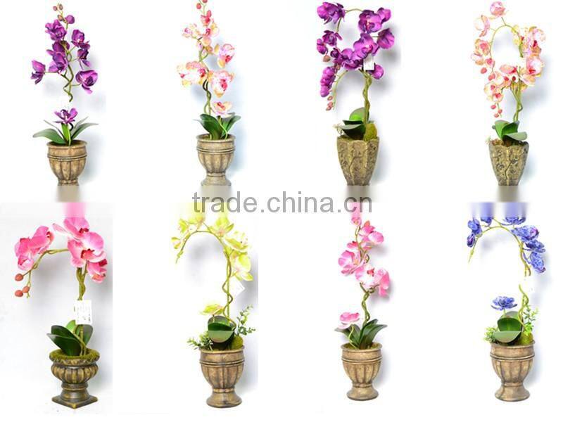 Festival Brassia Orchid In The Gilded Pot