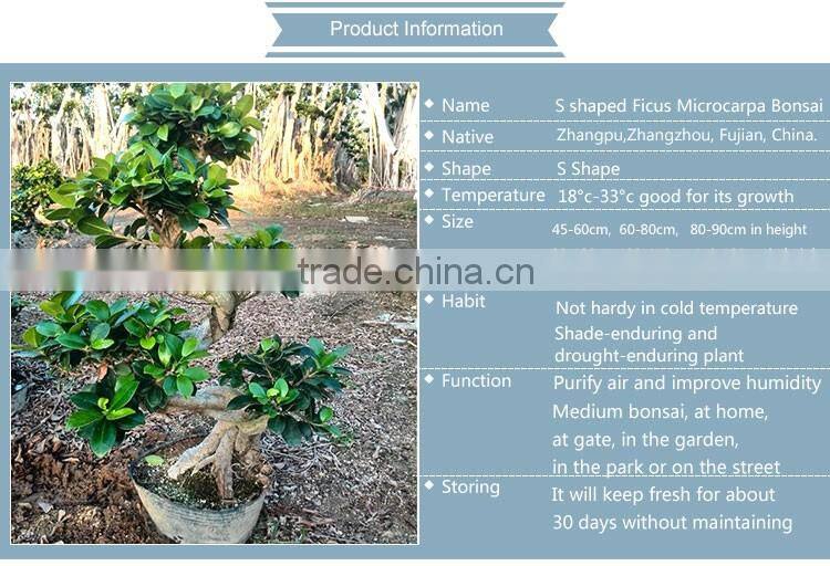 s shape ficus mini bonsai for restaurant decoration