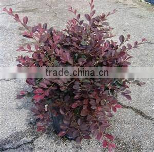Loropetalum seedling