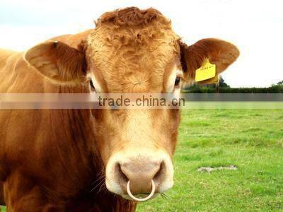 best price bull cattle nose rings Veterinary products