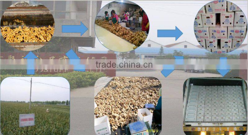 china ginger for sale / ginger price
