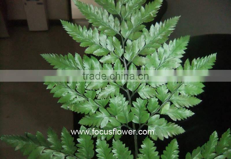 Fresh Cut Flower Buyer Fern Fresh Cut From Kunming Flower Exporter Fresh Cut Fern