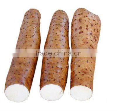 chinese purple yam