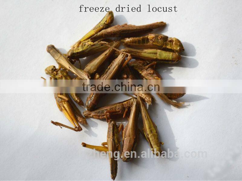 Dried locusts For Pet