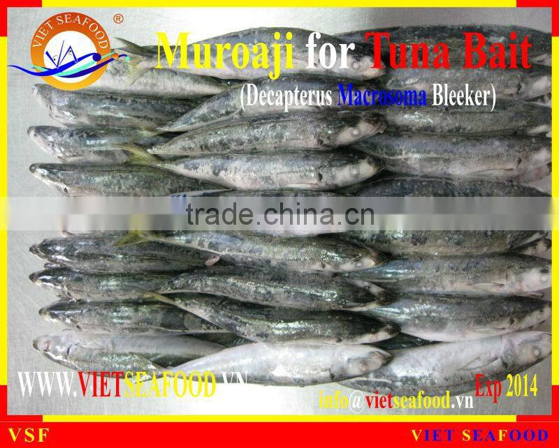 FROZEN MUROAJI FOR TUNA BAIT