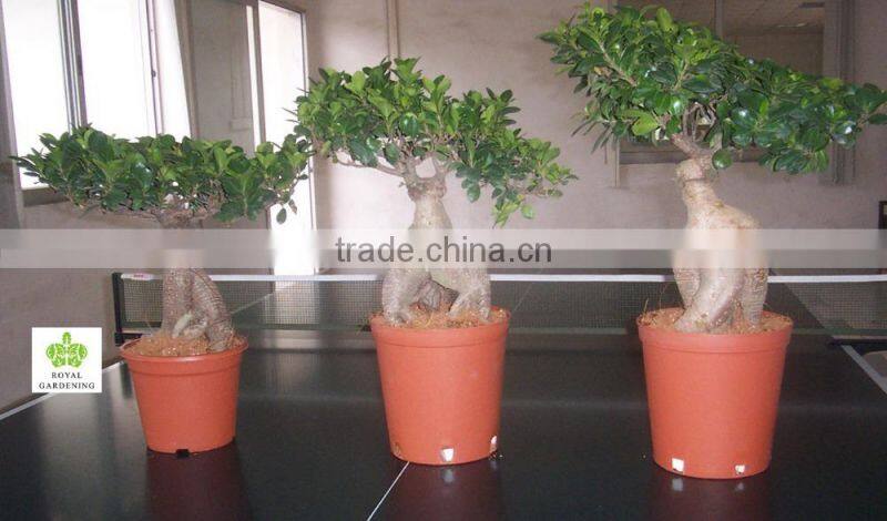 Ficus microcarpa ginseng indoor and outdoor bonsai