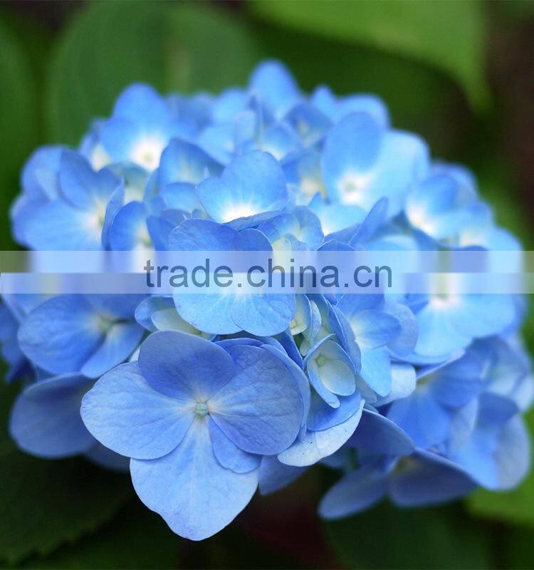 Fashionable hot sale hydrangea bridal flower