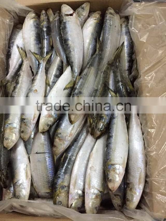 2015 frozen sardine wr for fishing bait 90-120pcs/ctn