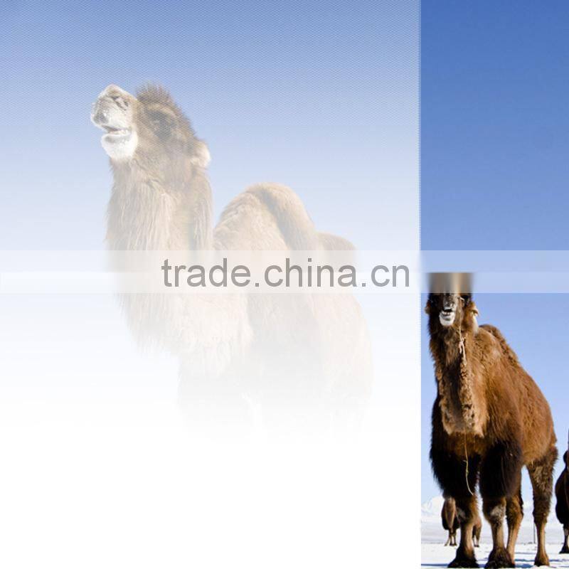 Stretch Pe Film Self-adhesive Protective Film For Window Glass