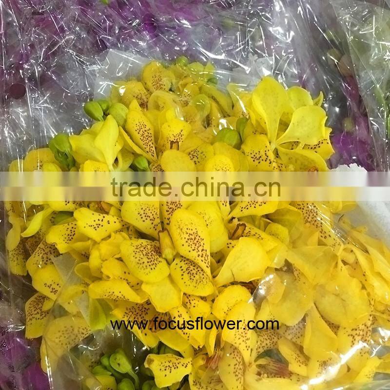 Natural Plants Fresh Cut Yellow Orchid Thailand For Party