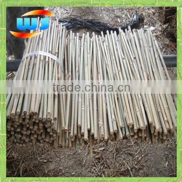 Bambu for plantation 50cm X10-12mm