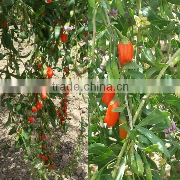Dried gojiberry Ningxia origin