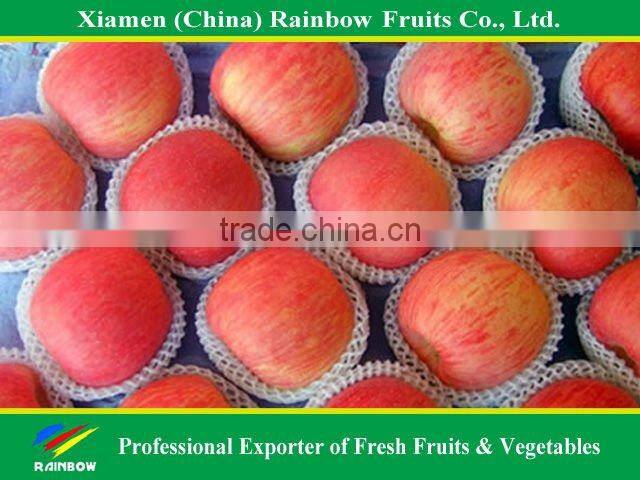 apple fruit