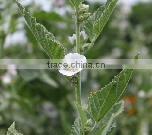 GMP Factory Supply Marshmallow Extract