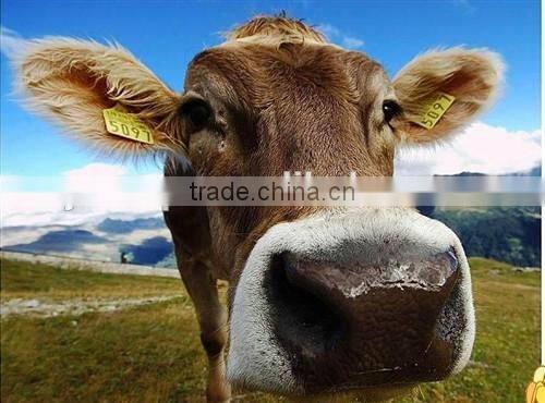 yellow ear tag78*56 mm TPU material ear tag