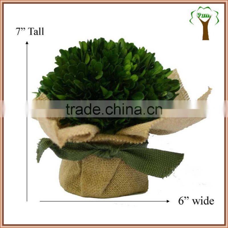 preserved boxwood ball in burlap pot