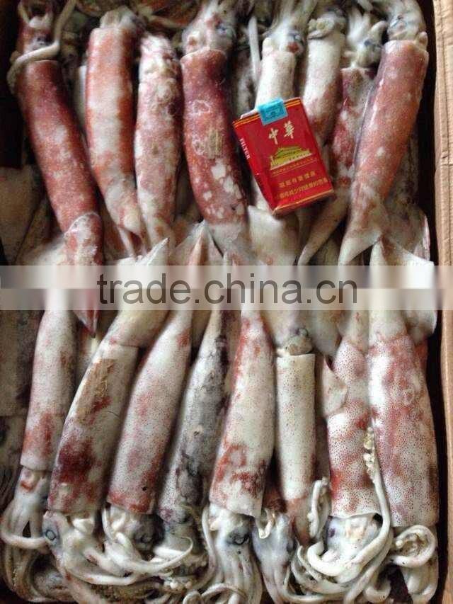 Frozen Todarodes Pacificus Squid