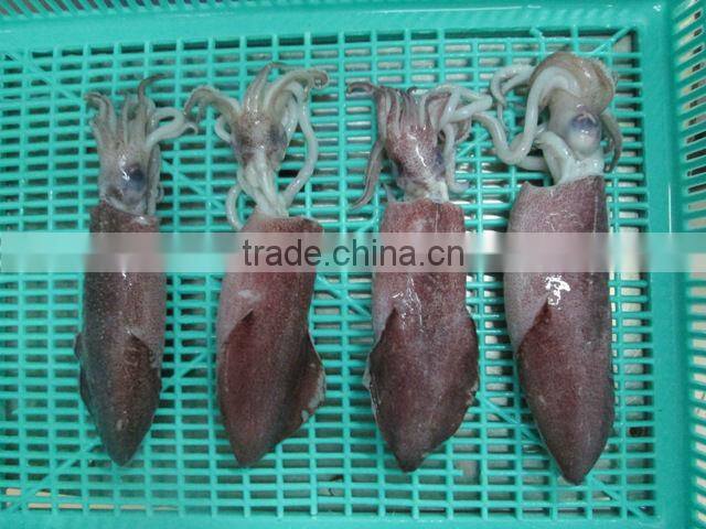 FROZEN WHOLE ROUND SQUID (U5,U7,U10)