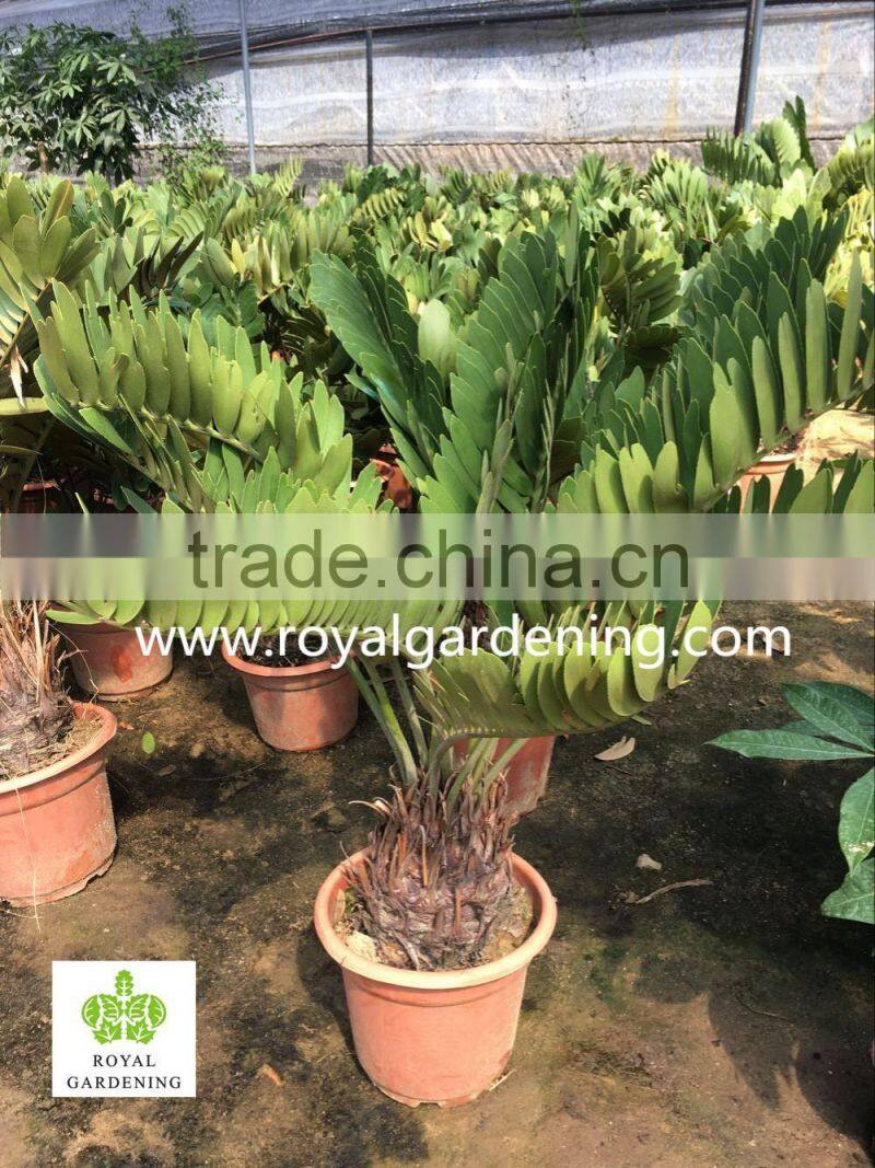 Zamia furfuracea dia 10-30cm Wholesale