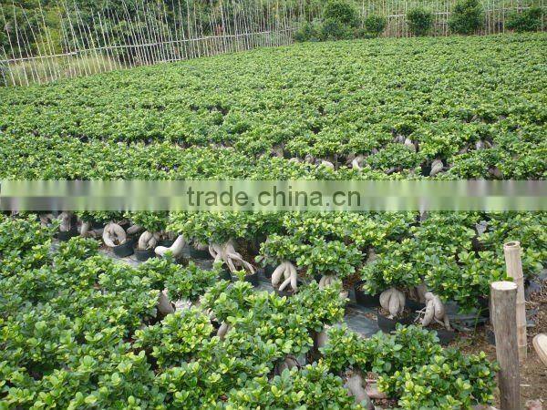 Ficus microcarpa big gingsend