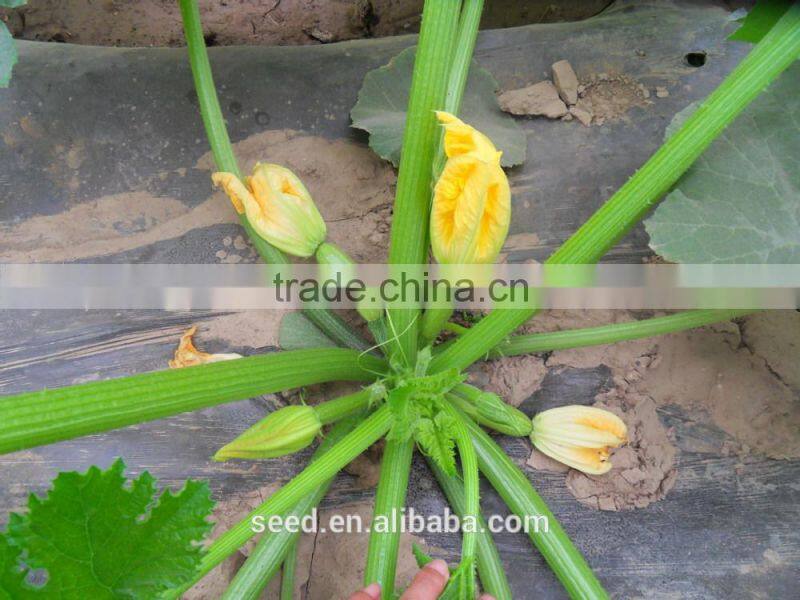 Jade no.2 early mature dwaf hybrid squash seeds