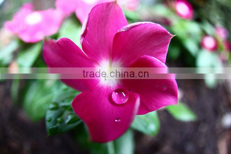 For phone Wide Angle Macro Camera Lens With Case