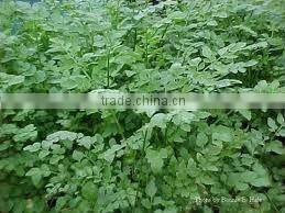 Celery Seed Oil (Fresh & Pure)