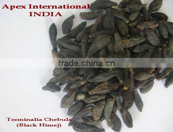 Terminalia chebula / Harrad / Black Himej
