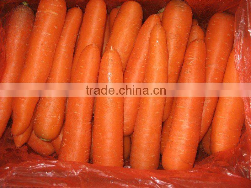 New Fresh Carrot