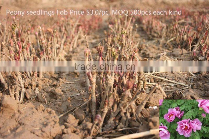 Paeonia suffruticosa Andrews peony seedling