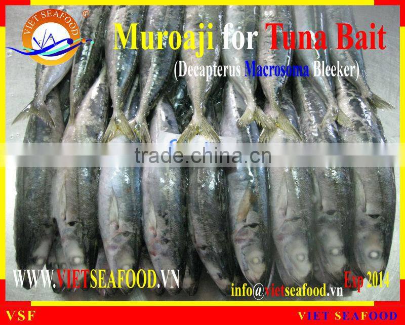 FROZEN W/R MUROAJI FOR TUNA BAIT