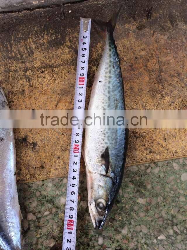 300-400g frozen fish