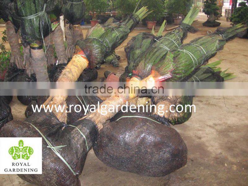 Pandanus utilis, Screw Pine, Screw-Pine