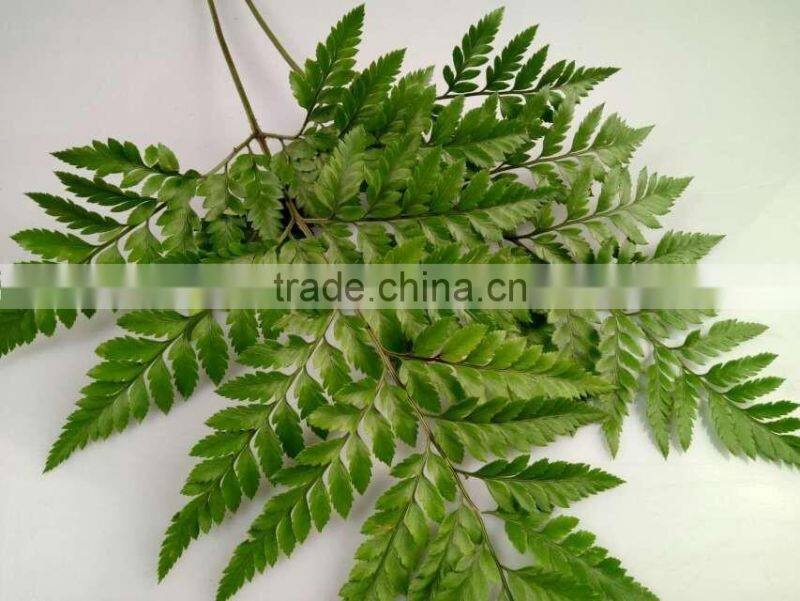 Best Selling Decorative Cut Leaf Learth Fern For Wedding Car Wholesale From YUNNAN