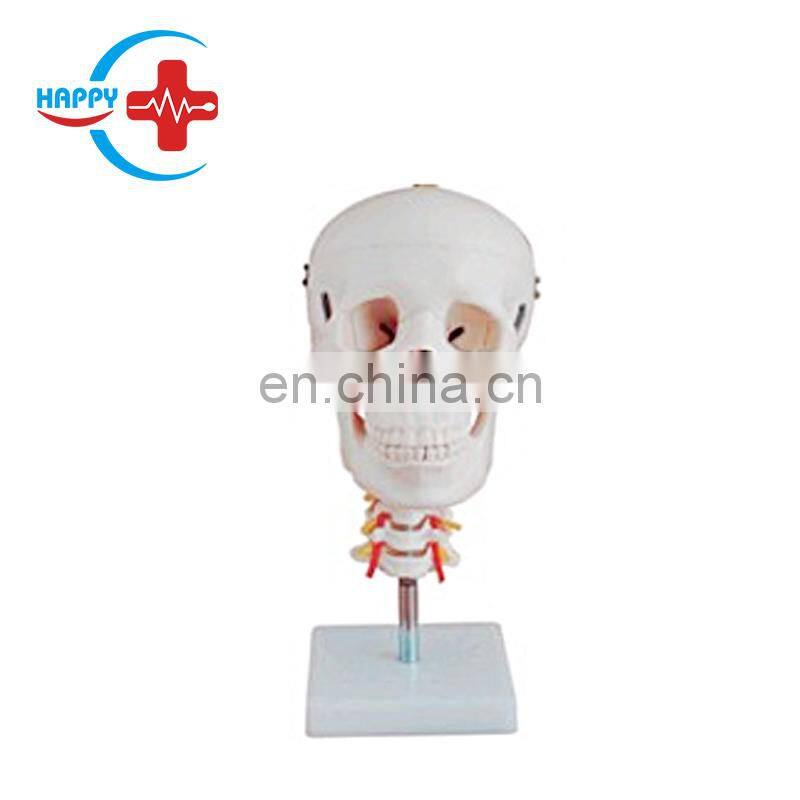 HC-S206 Advanced Medical Teaching Skeleton model/Human Science Plastic Life-Size Colorful Skull model