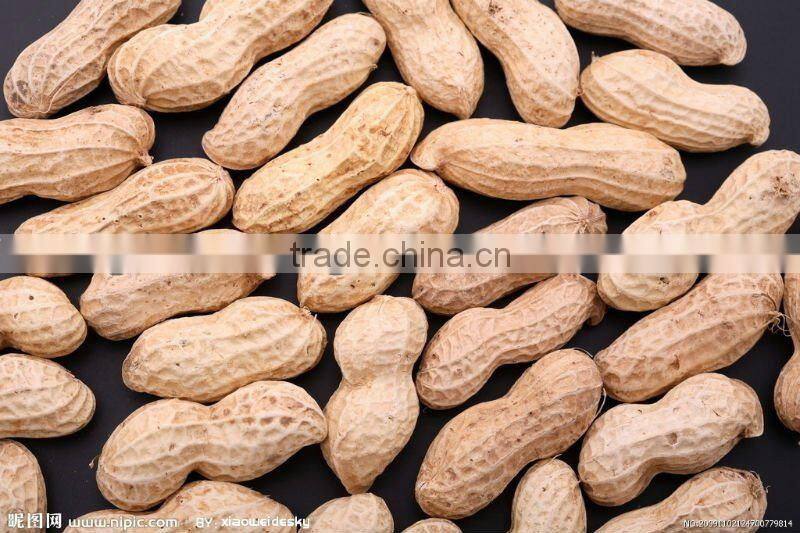 good quality peanut in shell from china