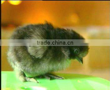 the newest type egg candler