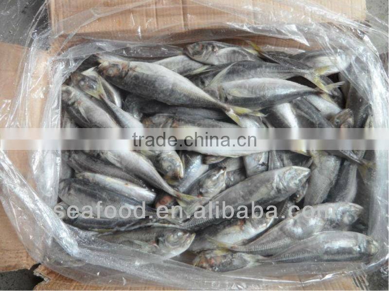 Frozen horse mackerel fish with whole round
