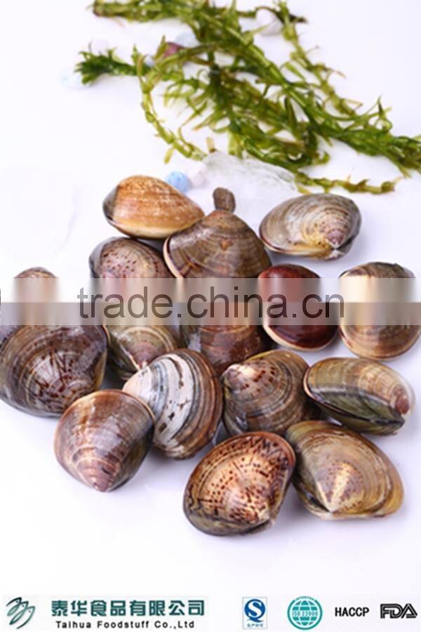 Best season and quality Frozen Cooked Hard Clam Sale