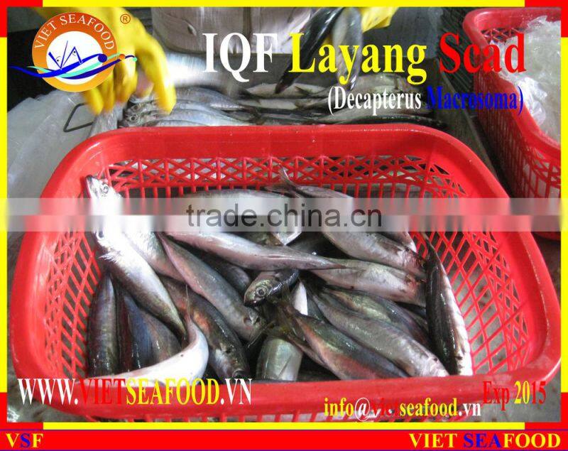 IQF LAYANG SCAD WHOLE ROUND