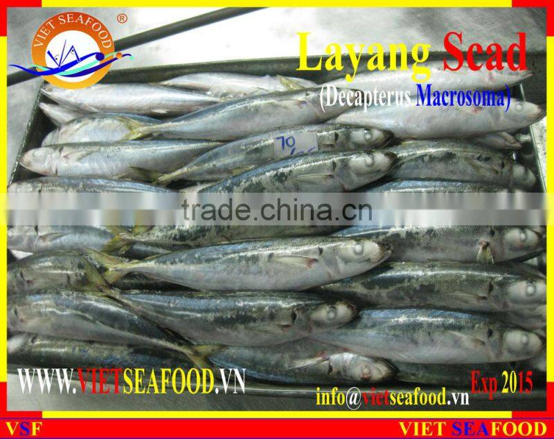 FROZEN LAYANG SCAD (MUROAJI) WHOLE ROUND