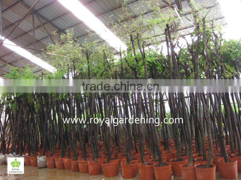 Grevillea robusta tropical trees